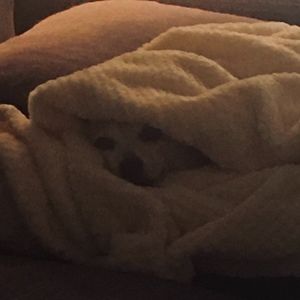 Meet your Posher, Alan